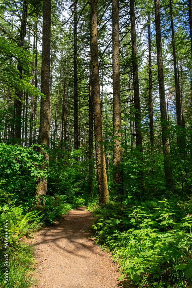 Redwood Trees Oregon