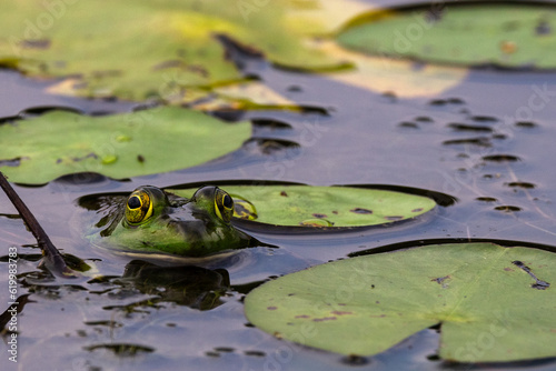 Peaking Frog