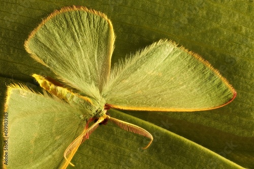 Close-up of isolated Golden-fringed Emerald Moth (Chlorocoma assimilis) South Australia photo