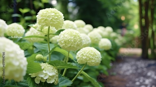 white and yellow hydrangea flowers growing through a white picket fence. Cape Cod Cottage garden grass