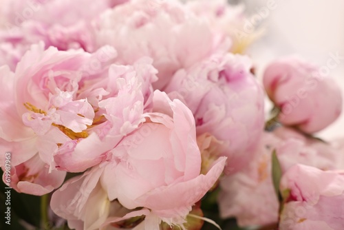 Beautiful pink peonies on white background  closeup