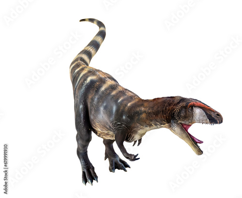 dinosaur   Carcharadontosaurus  isolated background