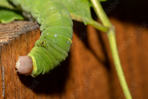 A Eastern Tiger Swallowtail caterpillar , scientific name Papilio glaucus