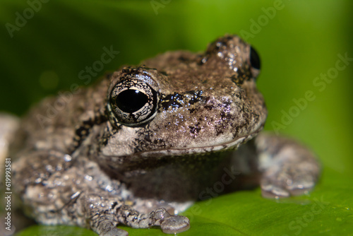 A gray tree frog sitting on a leaf, scientific name Dryophytes versicolor