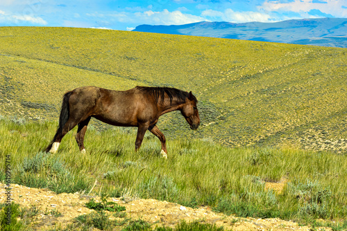 Wild horses and animals of the Grand Tetons and Wyoming.