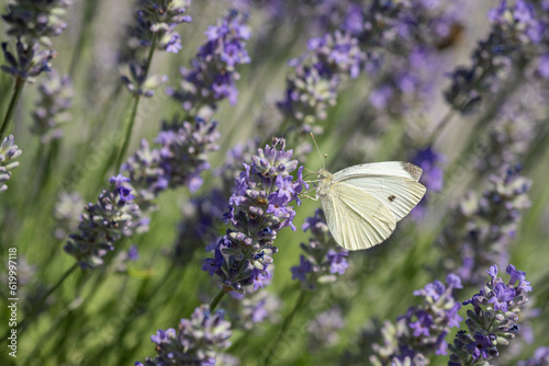 The cabbage whitefly pollinates the lavender flower.