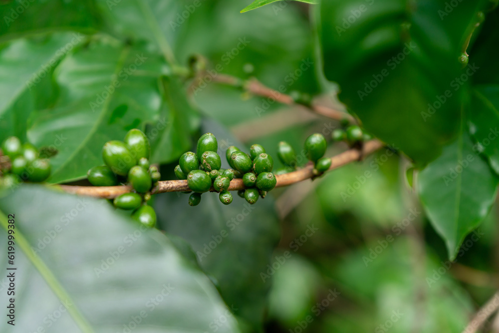 The fresh green coffee beans from which the coffee tree bears fruit in a coffee plantation in the northern provinces of Thailand. The fresh green coffee beans from which the coffee tree bears fruit in a coffee plantation in the northern provinces of Thailand.