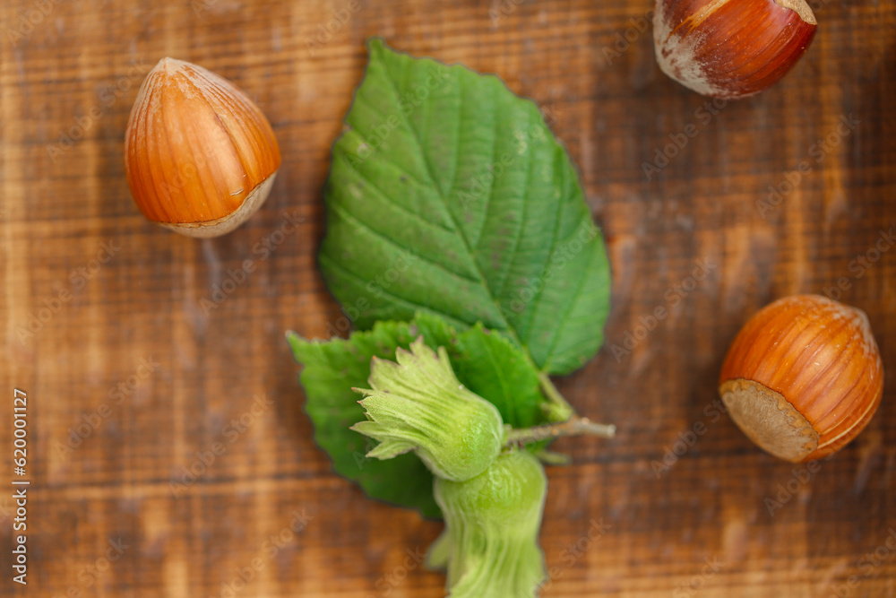 Hazelnuts with green leaves .Nut Harvest Season.Healthy fats. Fresh harvest of hazelnuts. Farmed organic ripe hazelnuts.