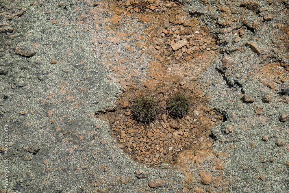 round cactus with thorns, cactus, monk's crown, Melocactus zehntneri