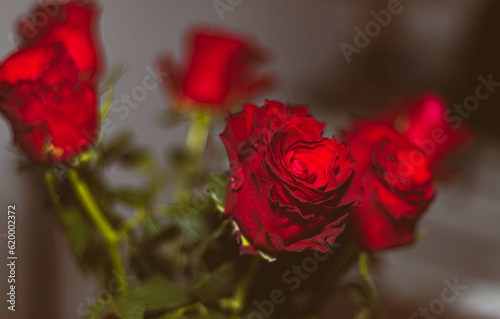Fototapeta Naklejka Na Ścianę i Meble -  Red roses front view