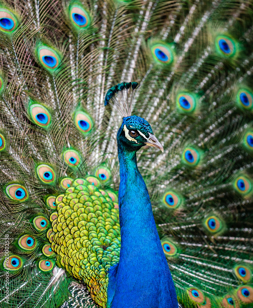 Obraz premium Peacock