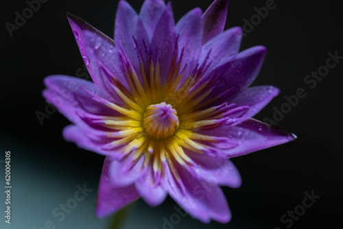 Purple lotus on black background. Close up of water lily. © noprati