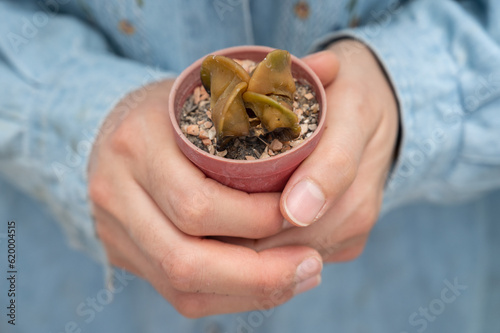 Cropped shot of woman holding a pot of rotten Astrophytum myriostigma cactus.