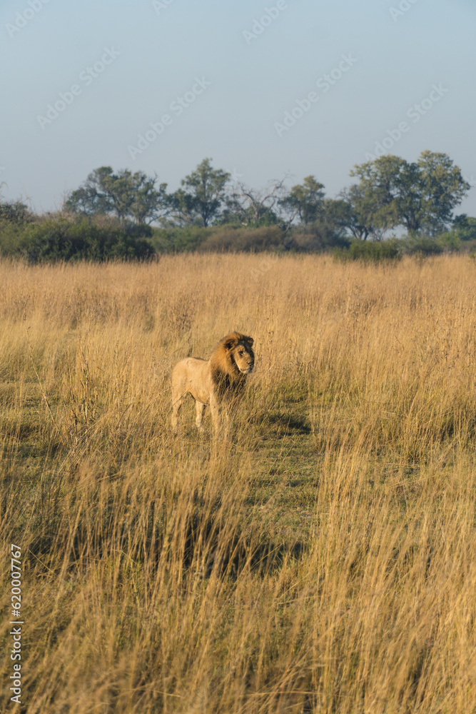 Fototapeta premium Lion standing in large field