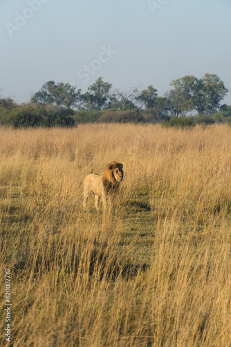 Lion standing in large field