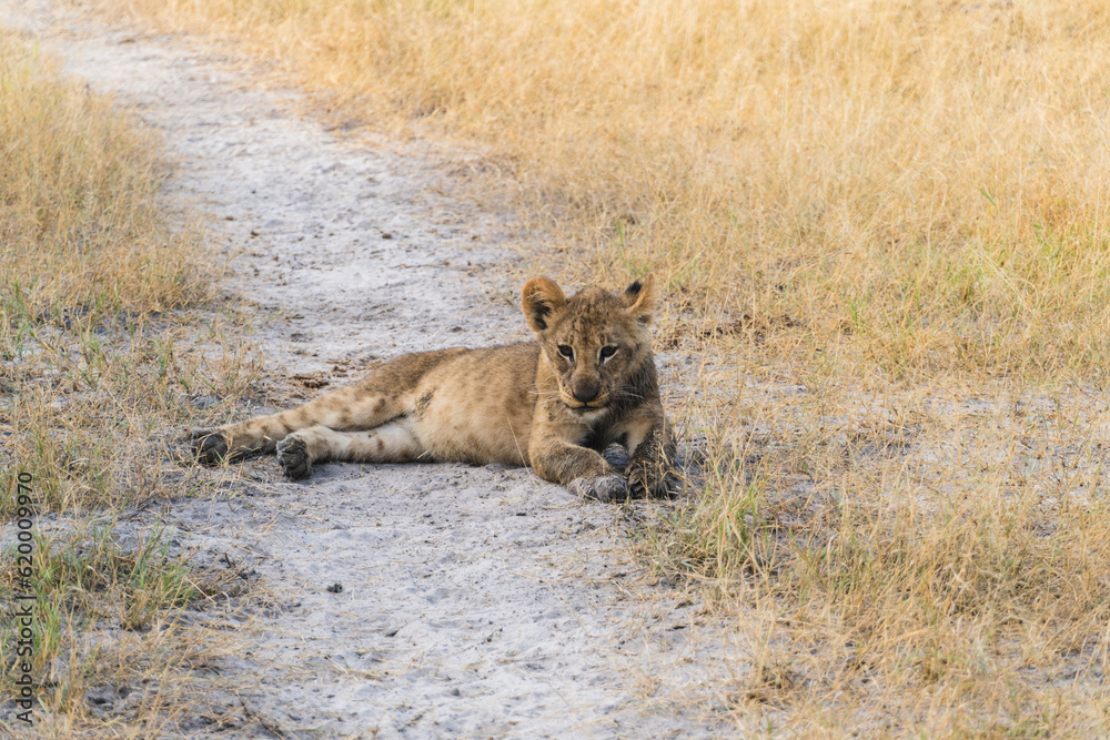 Naklejka premium lion cub laying on dirt path