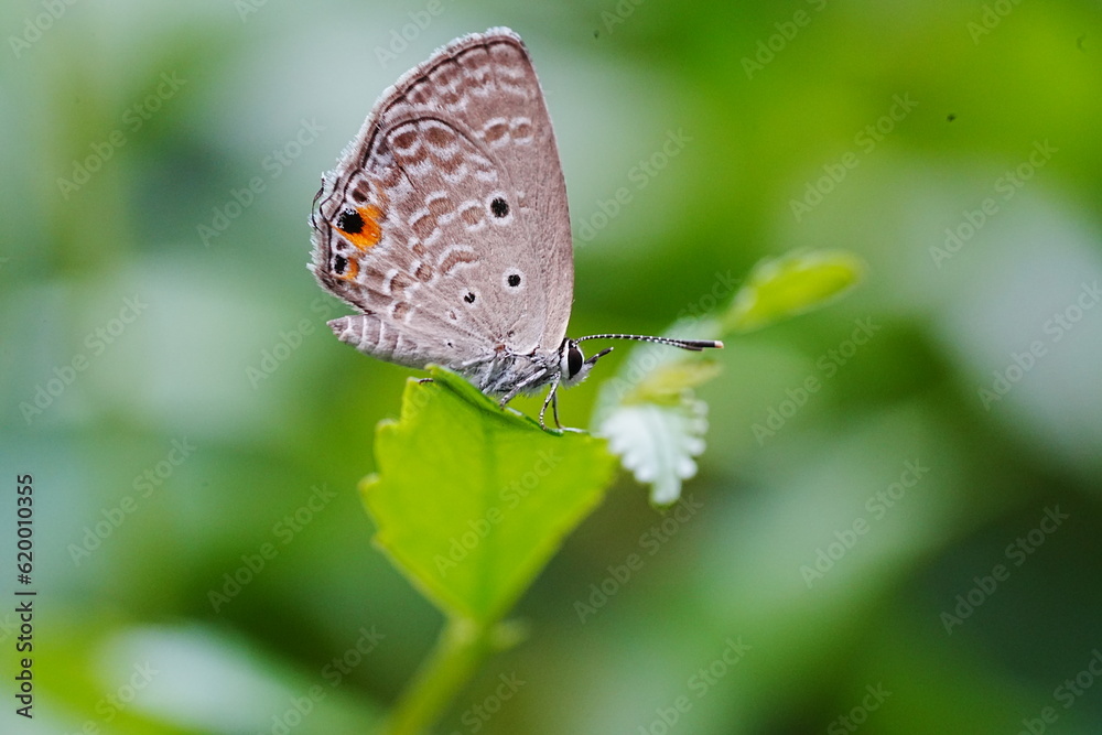 Naklejka premium Life History of the Cycad Blue (Chilades pandava pandava)