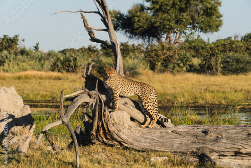 cheetah perched on a log