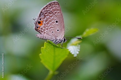 Life History of the Cycad Blue (Chilades pandava pandava) photo