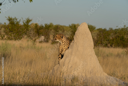 cheetah on termite mound