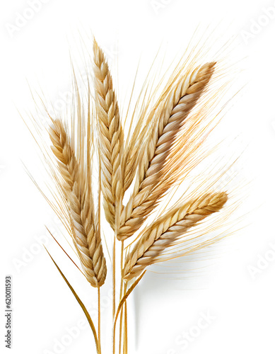 ears of wheat on white background