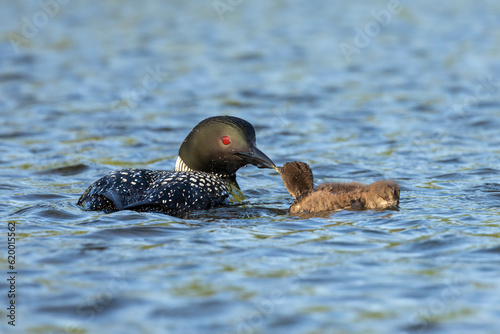 Parental Care, adult feeding young. Common Loon (Gavia immer) hunts for small invertebrates and fish to provide to its offspring. Both birds float on wavy, blue water