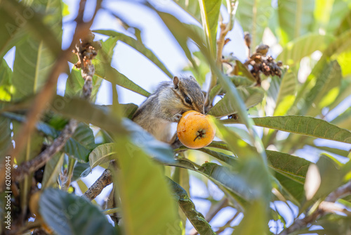 木の上で枇杷を食べるシマリス photo