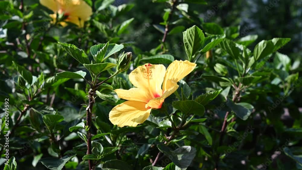 Yellow Hibiscus flower blooming in a bright sunny day in mid summer in backyard garden. Yellow Hibiscus flower blooming in a bright sunny day in mid summer in backyard garden.