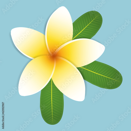 Plumeria tropical flower on blue background, Hawaiian frangipani with white and yellow petals. Vector illustration.