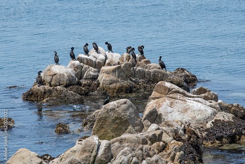 Birds on the rocks in Monterey