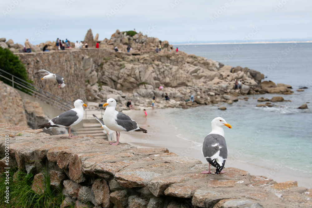 custom made wallpaper toronto digitalseagulls on the beach at Lover's Point
