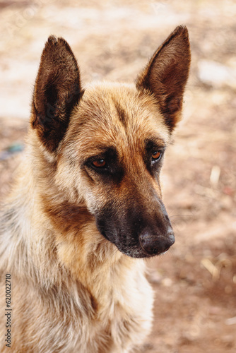 Pastor aleman mirando a la distancia