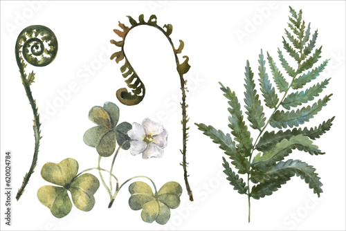 Watercolor vector illustration of forest plants, set fern branches and oxalis