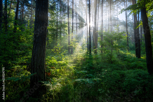 Beautiful sunny morning in green forest © Piotr Krzeslak