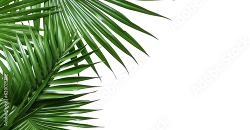 Palm tree leaves. isolated Green tropical leaf of palm coconut tree on transparent background  beach floral background