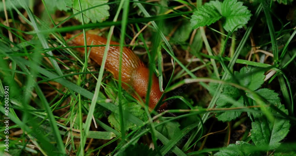 A brown snail sluggishly crawls across the lush green grass, leaving a shiny trail in its wake as it explores its verdant surroundings. A brown snail sluggishly crawls across the lush green grass, leaving a shiny trail in its wake as it explores its verdant surroundings.