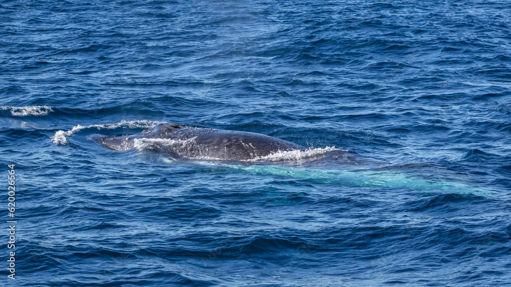 Humpback Whale (Megaptera novaeangliae) on its annual migration up the east coast of Australia - Port Stephens, NSW Humpback Whale (Megaptera novaeangliae) on its annual migration up the east coast of Australia - Port Stephens, NSW