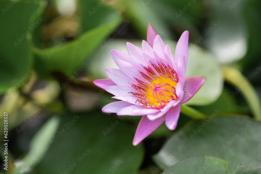 pink magenta lotus flower blossom 