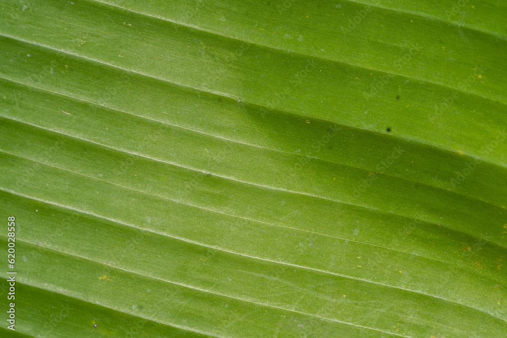 banana leaf texture green background banana leaf texture green background
