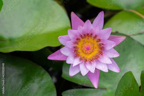 pink magenta lotus flower blossom 