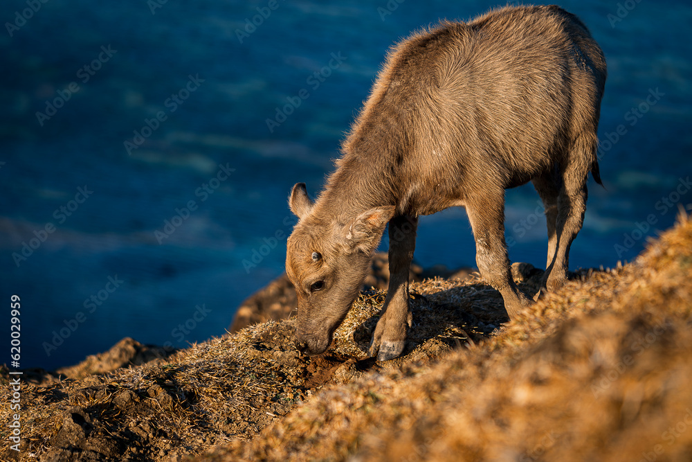 A young Indonesian buffalo calf eats dried grass. On a hill, blue background. A young Indonesian buffalo calf eats dried grass. On a hill, blue background.