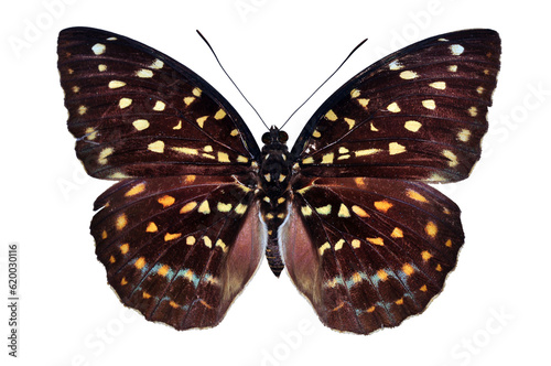 Beautiful butterfly isolated on white. PNG file