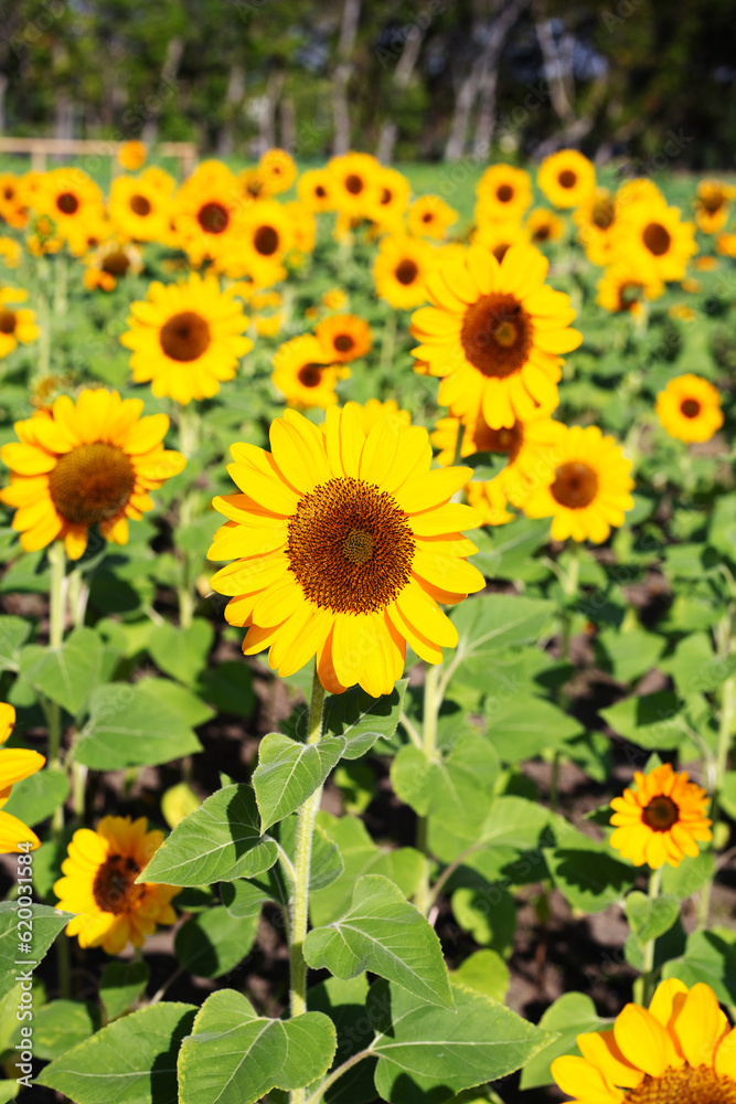 Sunflower field, Beautiful summer landscape. Sunflower field, Beautiful summer landscape.
