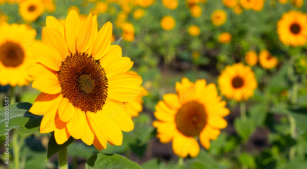 Sunflower field, Beautiful summer landscape. Sunflower field, Beautiful summer landscape.