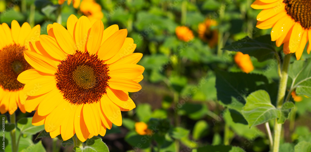 Sunflower field, Beautiful summer landscape.