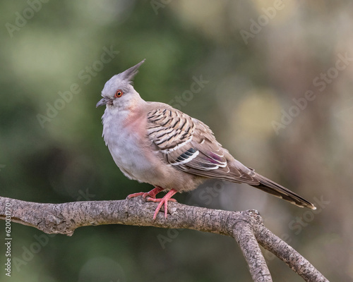 Crested Pigeon (Ocyphaps lophotes) perched on a branch in the bush - endemic to Australia