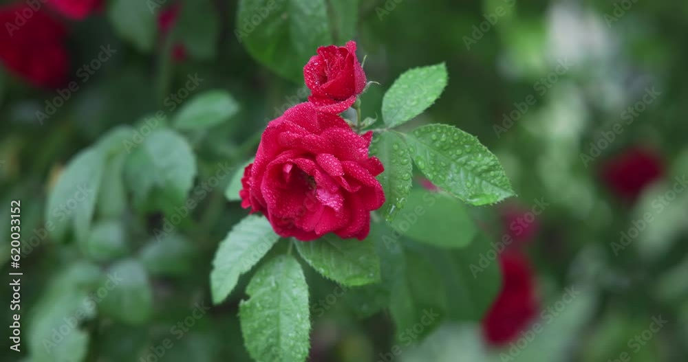 Beautiful bush of fresh red blooming roses in a garden at hot summer day Beautiful bush of fresh red blooming roses in a garden at hot summer day
