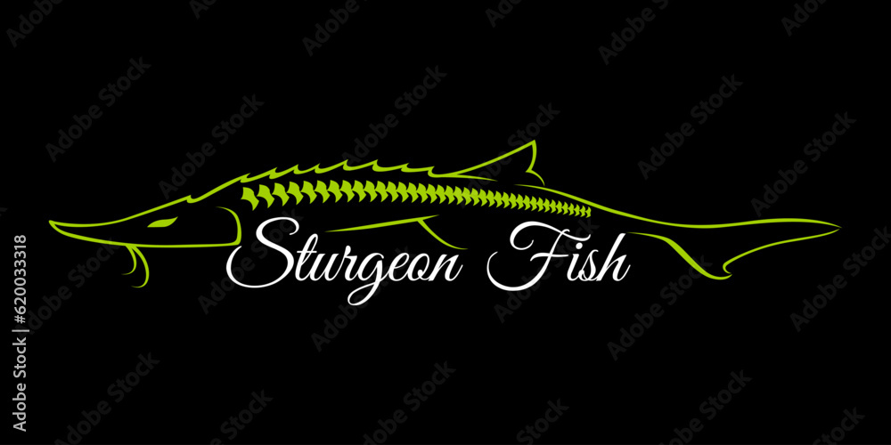 fishing logo Sturgeon fish on black dark background. modern vintage rustic logo design