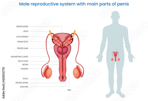 Male reproductive system with main parts of a penis labeled diagram