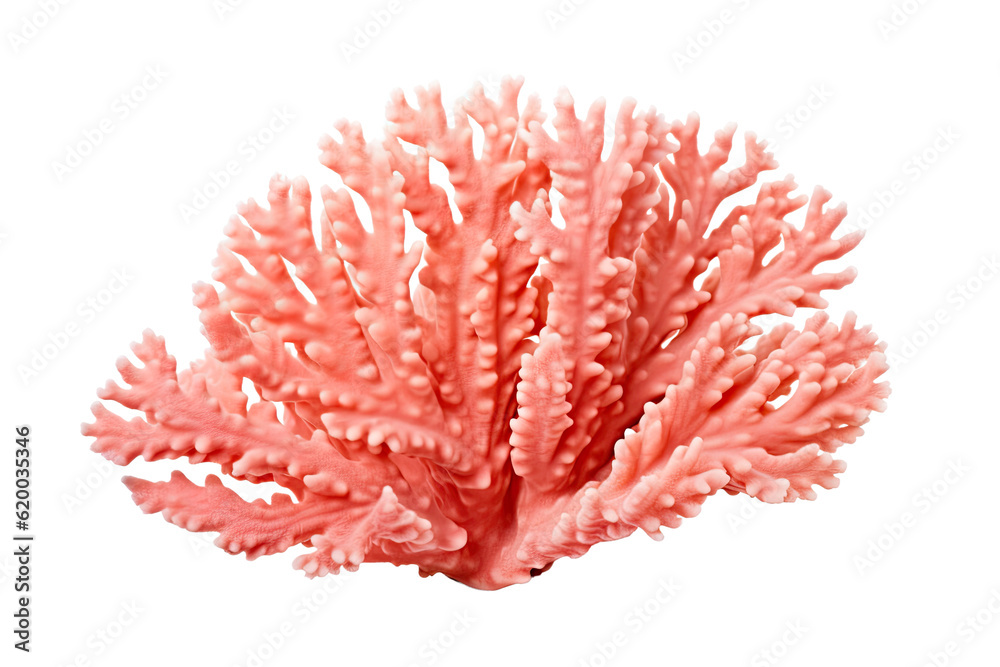 Palmate Coral on transparent background (PNG). Generative AI. Palmate Coral on transparent background (PNG). Generative AI.